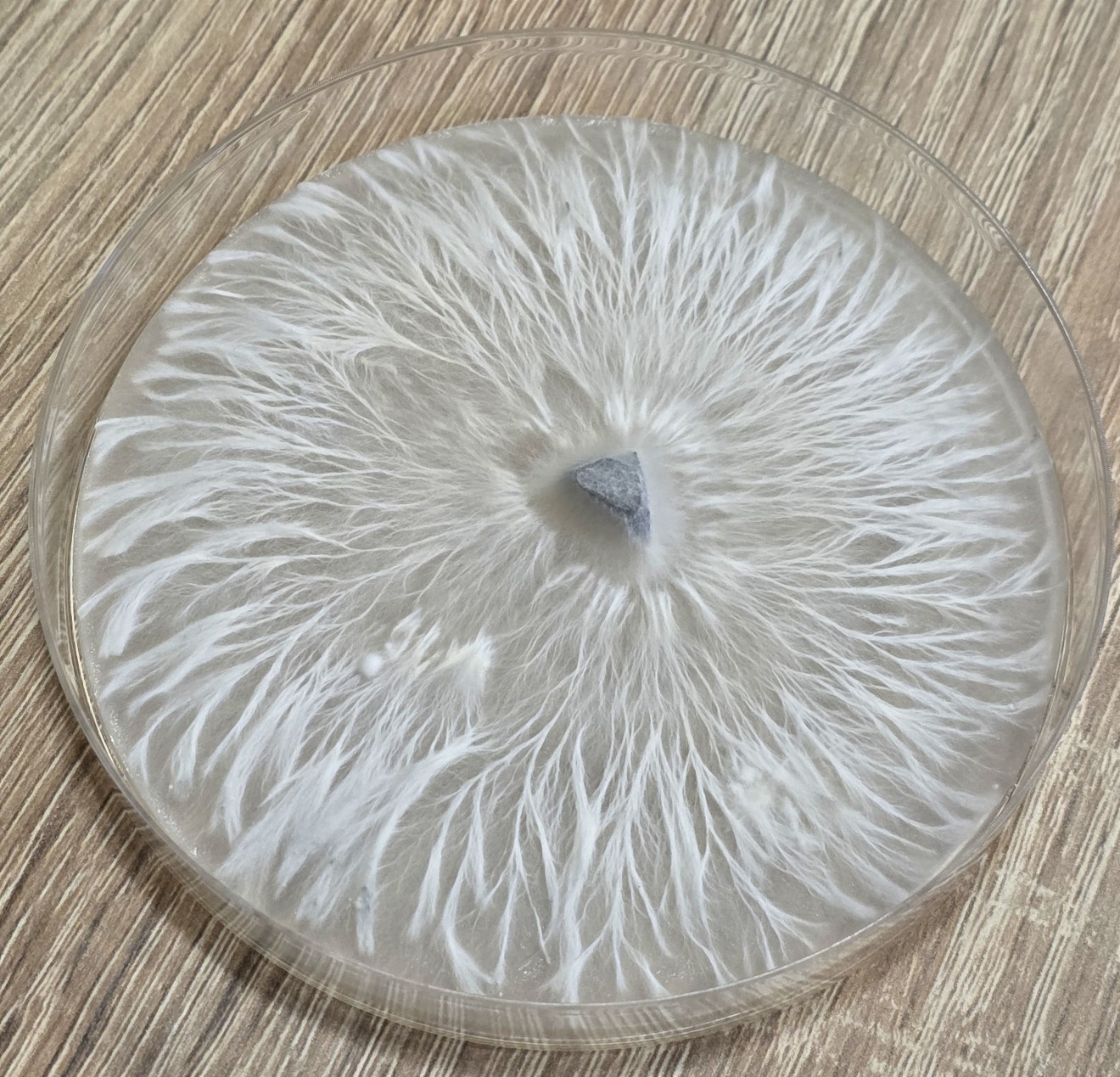 Essentials collection